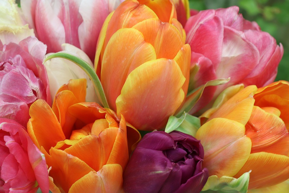 tulips-4026881_960_720.jpg